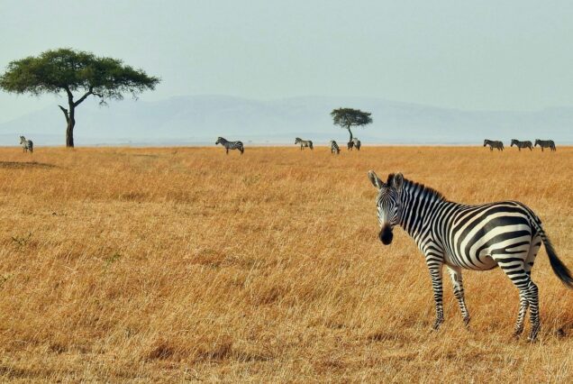 Kenyan Safari Tour Package